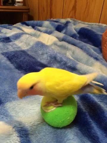 愛鳥さんの写真