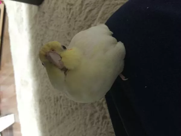 愛鳥さんの写真