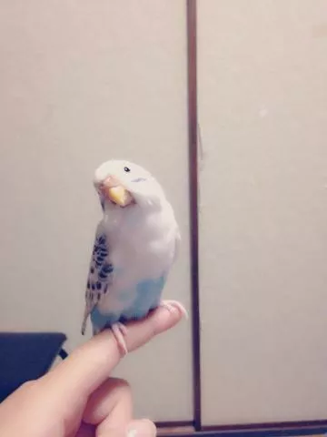 愛鳥さんの写真
