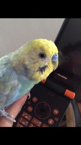 愛鳥さんの写真