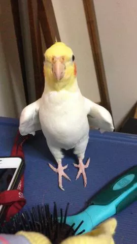 愛鳥さんの写真