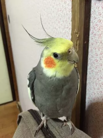 愛鳥さんの写真