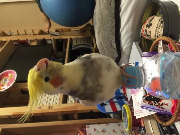 愛鳥さんの写真