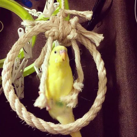 愛鳥さんの写真