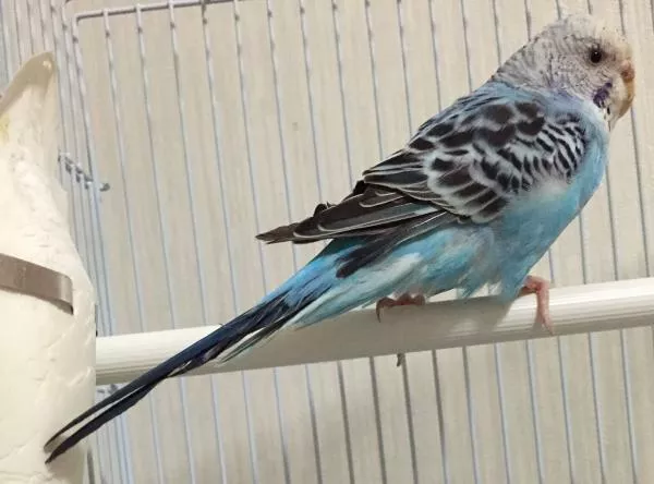 愛鳥さんの写真