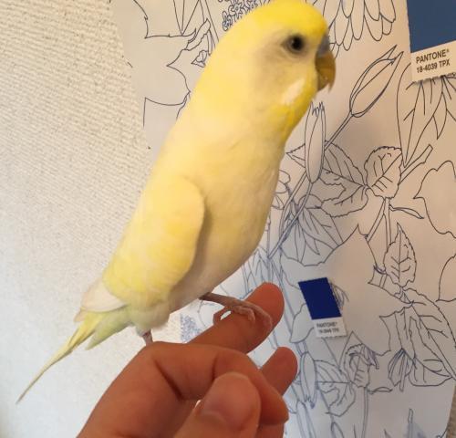 愛鳥さんの写真