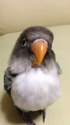 愛鳥さんの写真