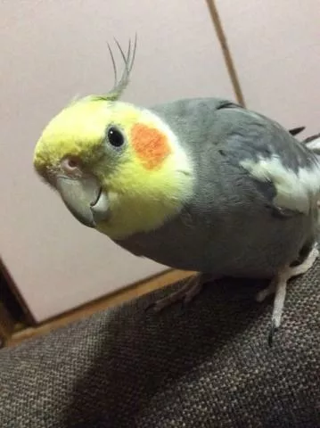 愛鳥さんの写真