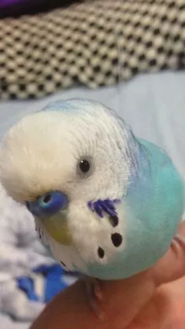 愛鳥さんの写真