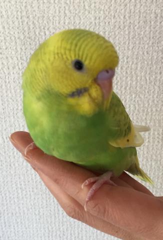 愛鳥さんの写真