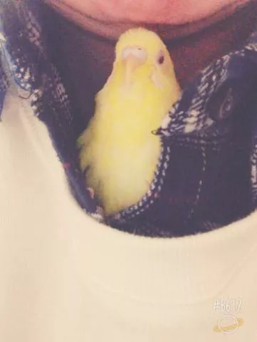 愛鳥さんの写真