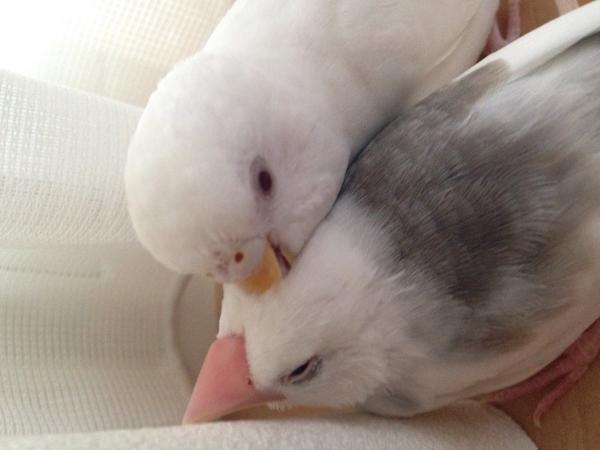 愛鳥さんの写真