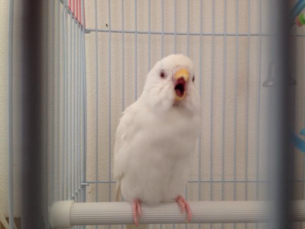 愛鳥さんの写真