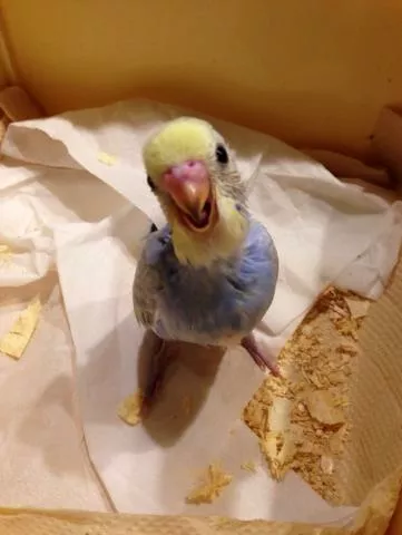 愛鳥さんの写真