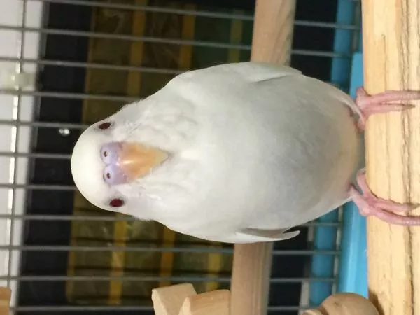 愛鳥さんの写真