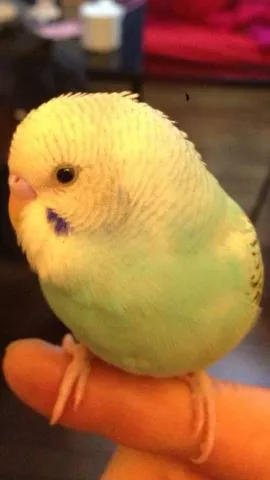 愛鳥さんの写真