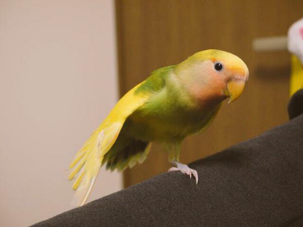 愛鳥さんの写真