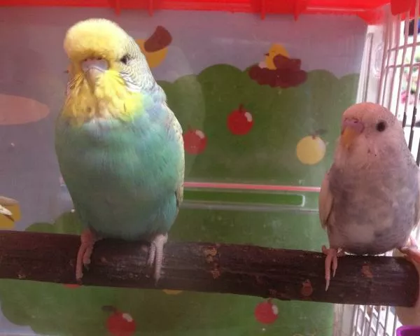 愛鳥さんの写真