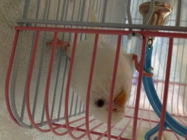 愛鳥さんの写真
