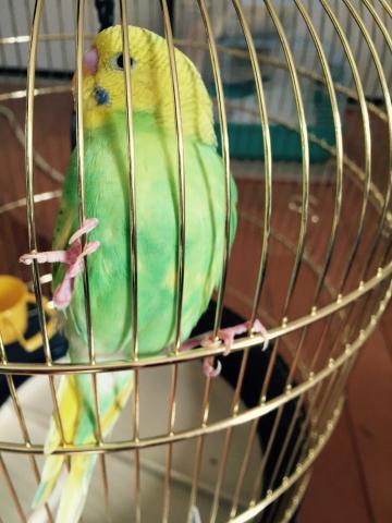 愛鳥さんの写真