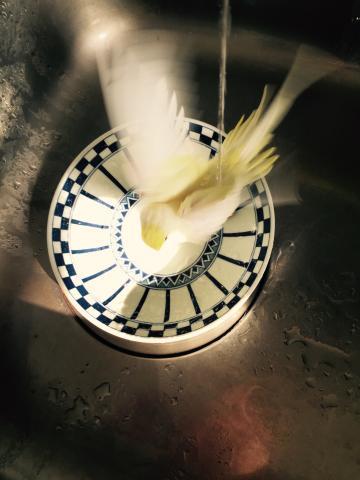 愛鳥さんの写真