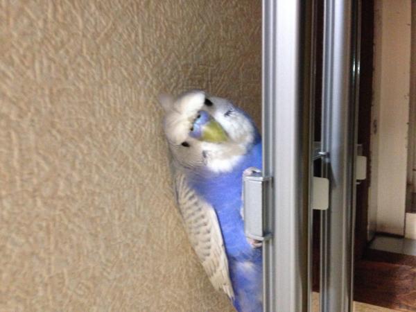愛鳥さんの写真