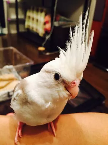 愛鳥さんの写真