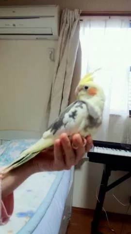 愛鳥さんの写真