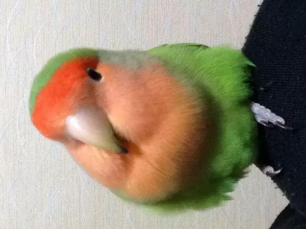 愛鳥さんの写真