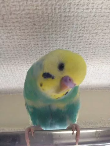 愛鳥さんの写真