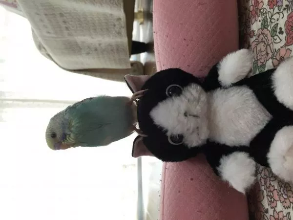 愛鳥さんの写真