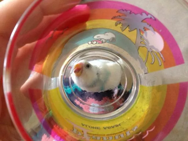 愛鳥さんの写真