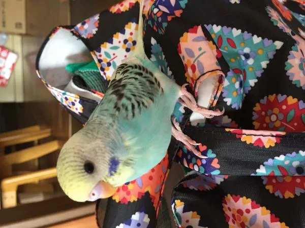 愛鳥さんの写真