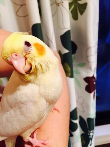 愛鳥さんの写真