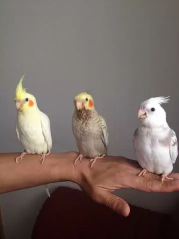 愛鳥さんの写真