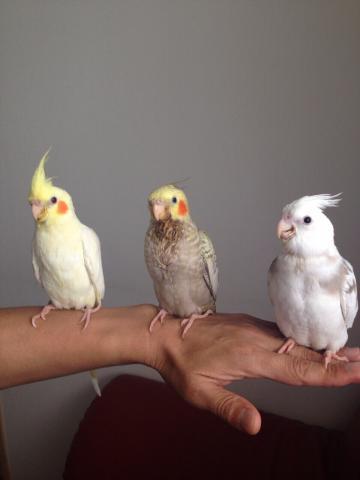 愛鳥さんの写真