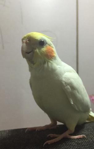 愛鳥さんの写真