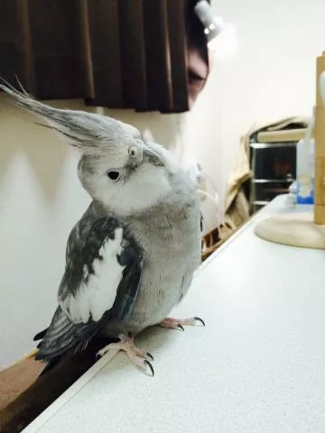 愛鳥さんの写真