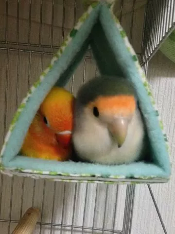 愛鳥さんの写真