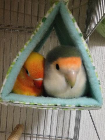 愛鳥さんの写真