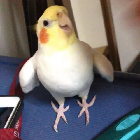 愛鳥さんの写真