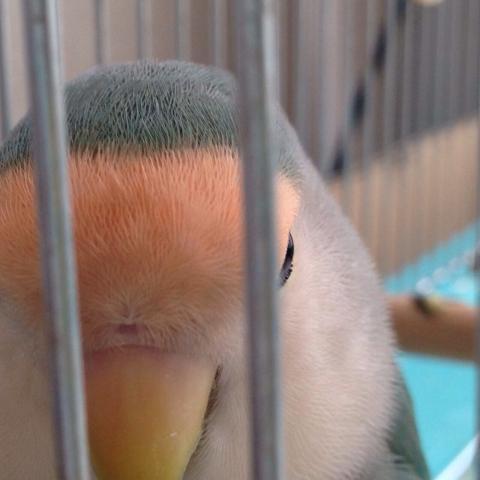 愛鳥さんの写真