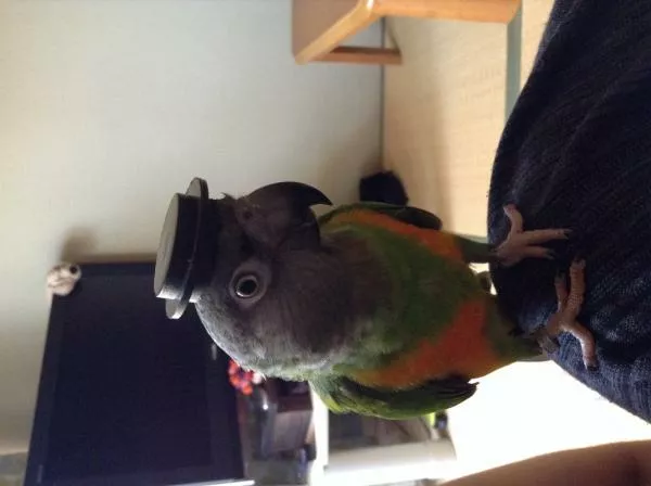 愛鳥さんの写真