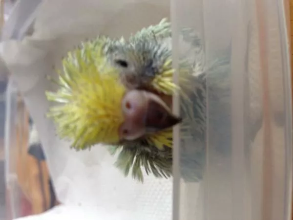 愛鳥さんの写真