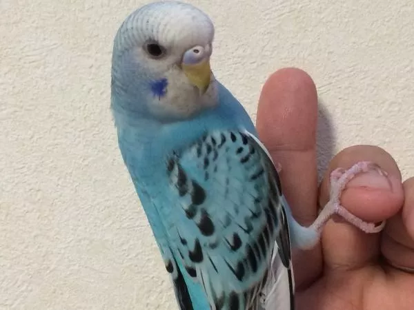 愛鳥さんの写真