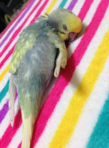 愛鳥さんの写真