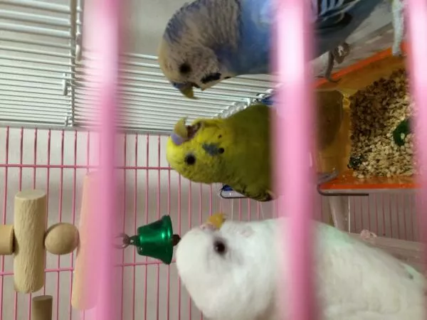 愛鳥さんの写真