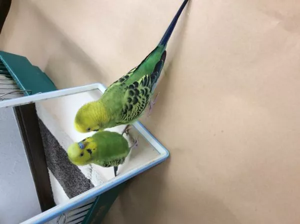 愛鳥さんの写真