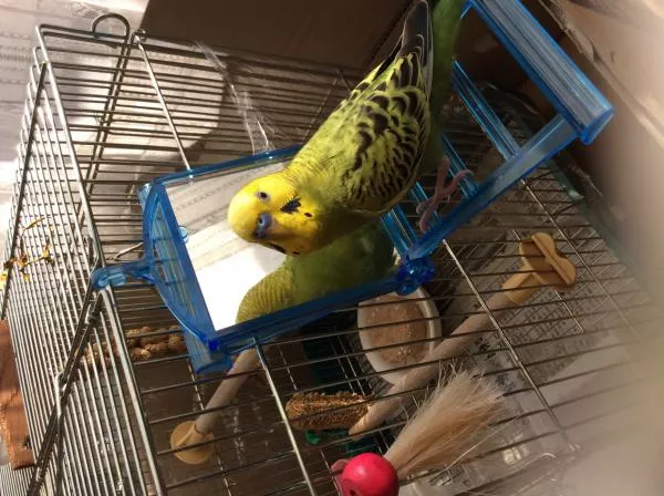 愛鳥さんの写真