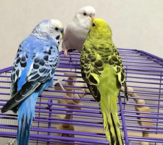 愛鳥さんの写真